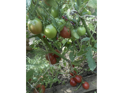 Томат Де Барао королевский (розовый)