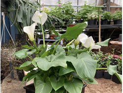 Калла Эфиопская