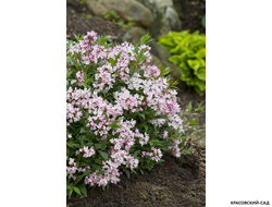 Дейция гибридная Юки Черри Блоссом фото в саду красовский-сад.рф