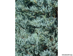 Можжевельник Блю Хэвн - Blue Heaven