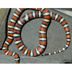 Королевская змея западная санпедроская (Lampropeltis zonata agalma)
