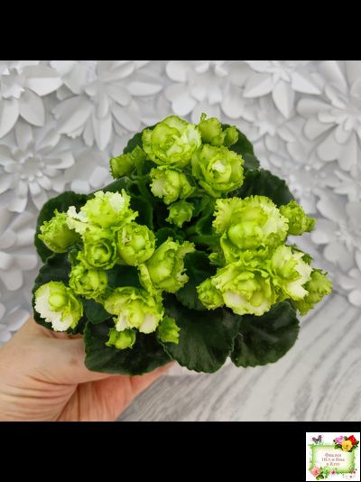 Irish Flirt (S.Sorano) (Айриш Флирт) 11/07/91