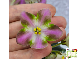 RIV-Амнезия (И. Растегаева) 2024 г.