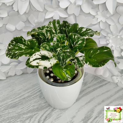 LV-Зюзя (Л. Шевелева) 2025 г. трейлер (клакамас пестролистный)