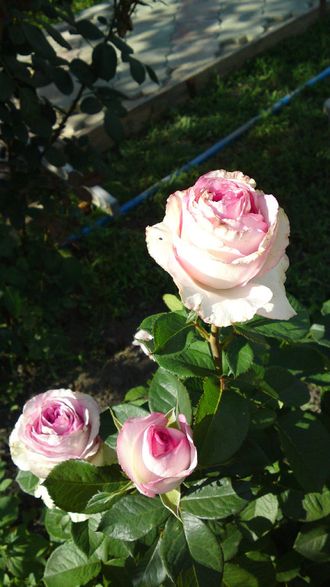 Дольче Вита+, Ч/Г,   срезочные   Lex Voom Netherlands