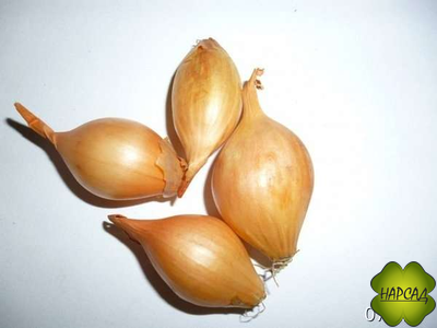 ЛУК-СЕВОК "ГЕРКУЛЕС F1" (не стрелкуется, урожайный, 0,5 кг)