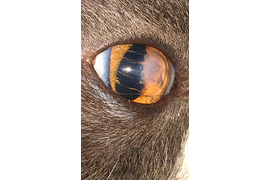 Офтальмология