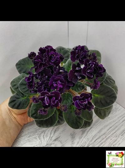 Mac&#039;s Black Uhuru (G. McDonald)