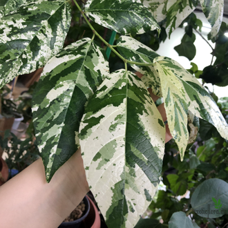 Ficus Erecta variegata / фикус эректа вариегатный