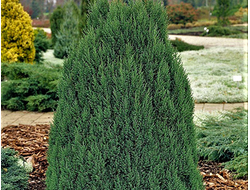 Можжевельник китайский Stricta, C10