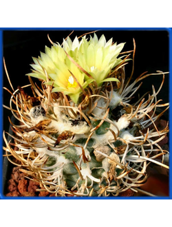 Turbinicarpus flaviflorus L 1185