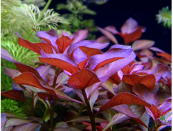 Людвигия перуанская (пучок)