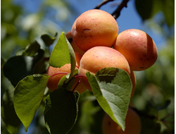 Абрикос обыкновенный Алеша, C10