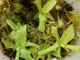 Pinguicula Primuliflora Rose - Пингвикула примулофлора розе, жирянка роза