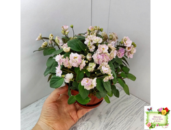 Pink Mint (S.Sorano) трейлер (пасынок срез)