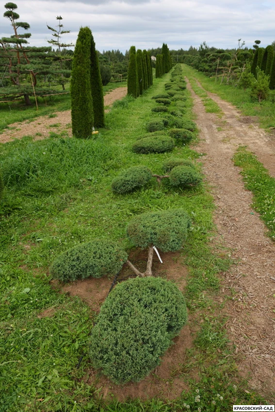 Ниваки - Бонсай садовый можжевельник Минт Джулеп - Mint Julep