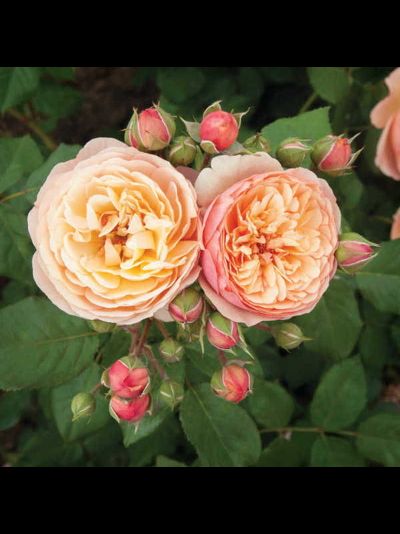 Наталья Фрайла (Natalija Frayla)