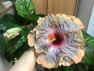 Гибискус Phantom