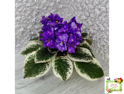 РС-Астролог (С. Репкина) 2020 г.