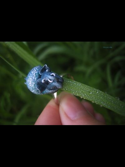 Волшебное колечко со Слоноулиткой