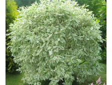 Дёрен белый  Элегантиссима 2-х летка