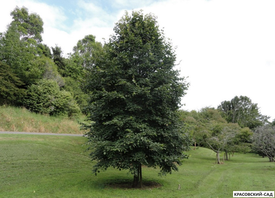 Липа европейская Палида - Pallida
