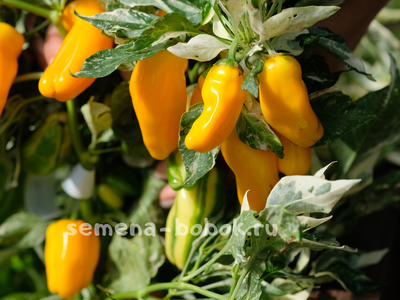 Перец сладкий Кенди Кейн желтый вариегатный (Candy Cane Yellow Variegat), 10 шт.