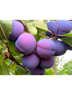 Слива  Заречная ранняя