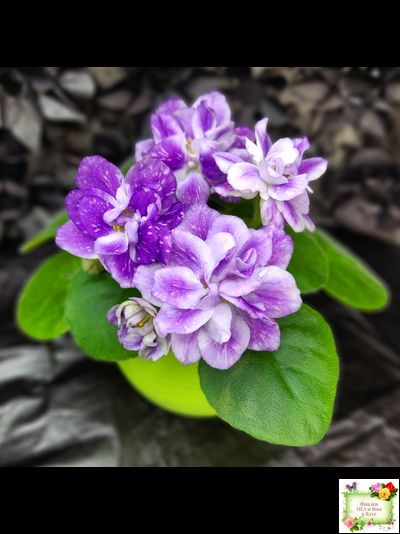 АВ-В Краю Единорогов (Фиалковод) 2020 г.