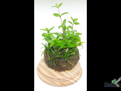 Кочка питательная Ваби-Куса