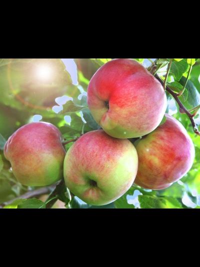 Сладкая нега (яблоня)