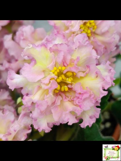 РМ-Яринка (Н. Скорнякова) 2021 г.