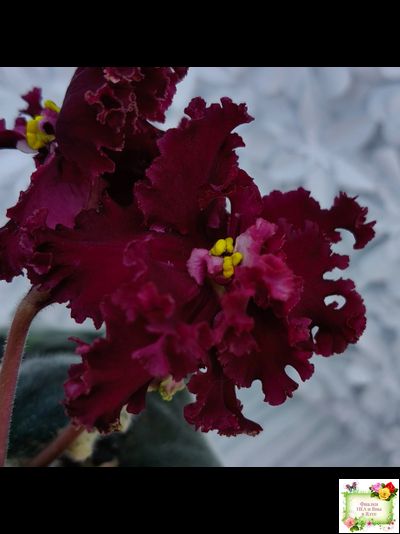 РМ-Black Cherry (Н. Скорнякова) 2022 г.