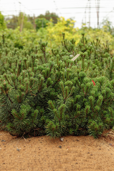 Сосна горная pumilio