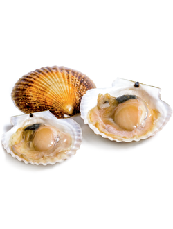 Живой Морской гребешок (кг)