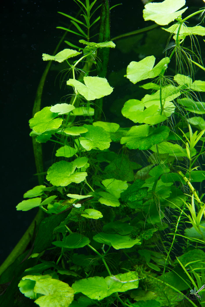 Гидрокотила белоголовая (ветка)