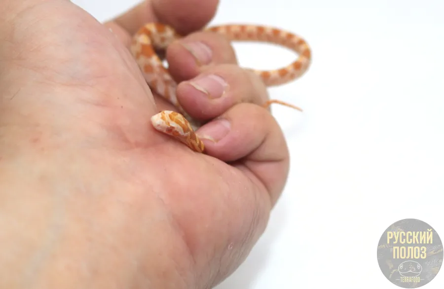 Полоз Маисовый, Pantherophis guttatus