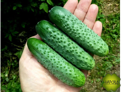 ОГУРЕЦ "ГЕРМАН F1" (самый урожайный и вкусный) (САЖЕНЕЦ 5-6 ЛИСТЬЕВ)