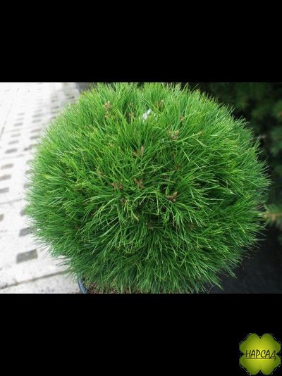 СОСНА НА ШТАМБЕ "ВАРЕЛЛА" (штамб 70 см)