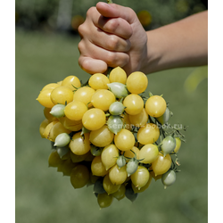 Томат Сумасшедшие Вишни Барри  (Barry's Crazy Cherry), 10 шт