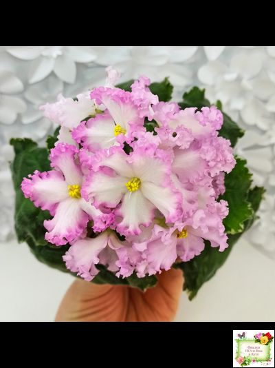 Nik-Обыкновенная Богиня (Н. Булко) 2023 г.