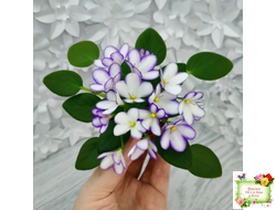 2А-Проба Пера (Е. Кольцова) 2024 г. (сортовая розетка)