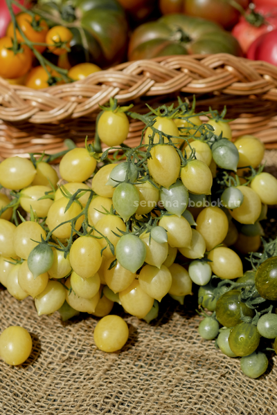 Томат Сумасшедшие Вишни Барри  (Barry's Crazy Cherry), 10 шт