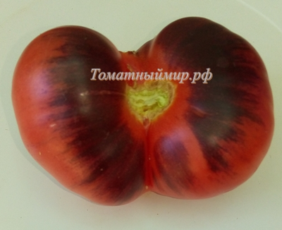 Томат Сибирский тигр «Когти»  (Siberian Tiger «Claws»)