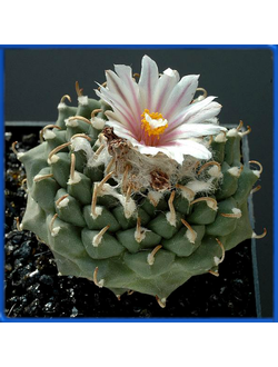 Turbinicarpus panarottoi MZ 620