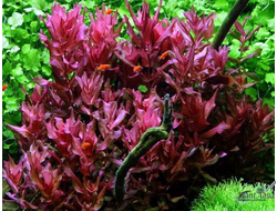 Ротала макрандра