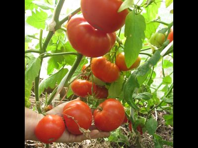 Томат Бабушкино