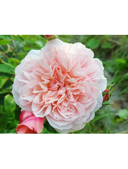 Роз Де Толбиак (Rose de Tolbiac)
