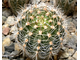 Echinopsis ‘Doris’ x ‘Ayacucho’ ex Wessner (D=30-40mm)