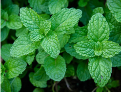 Мята перечная (Mentha piperita) Иран, 5 мл - 100% натуральное эфирное масло